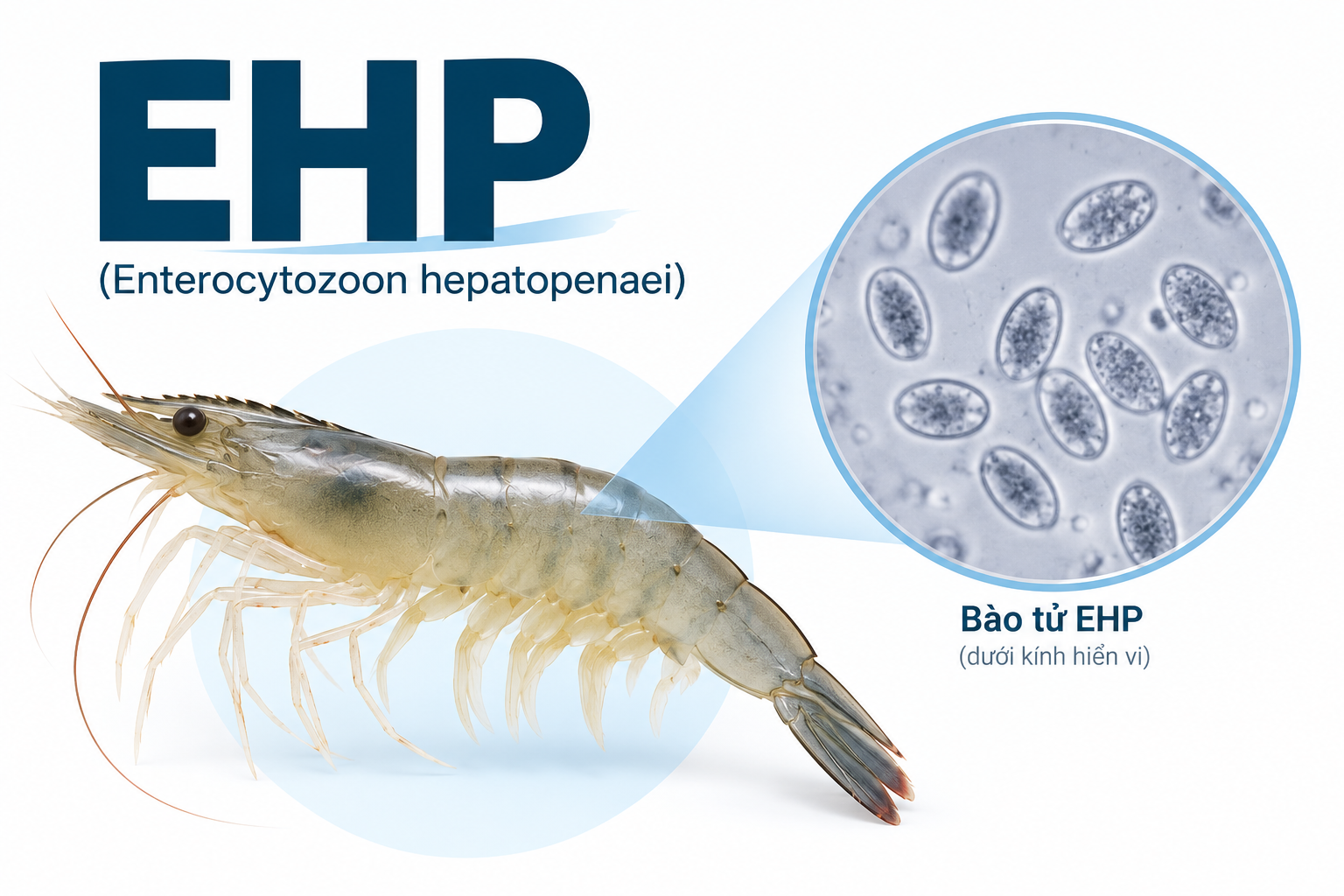 Phòng bệnh Ehp giai đoạn đầu